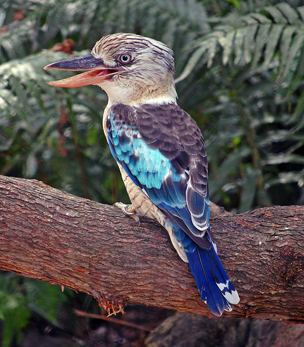 Australian Bird Quiz, Question 10 - Can you identify this bird?