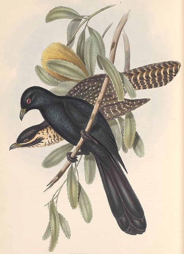 Australian Bird Quiz, Question 8 - Can you identify this bird?