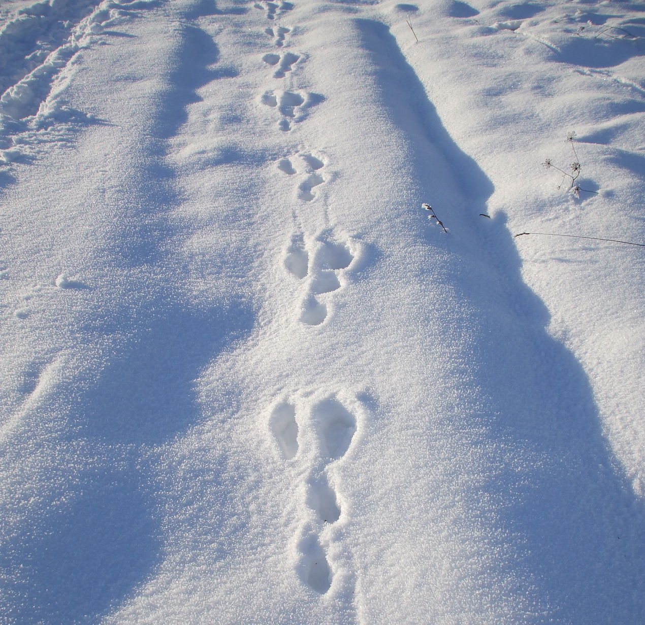Animal Tracking Quiz, Question 5 - Can you identify this animal track?