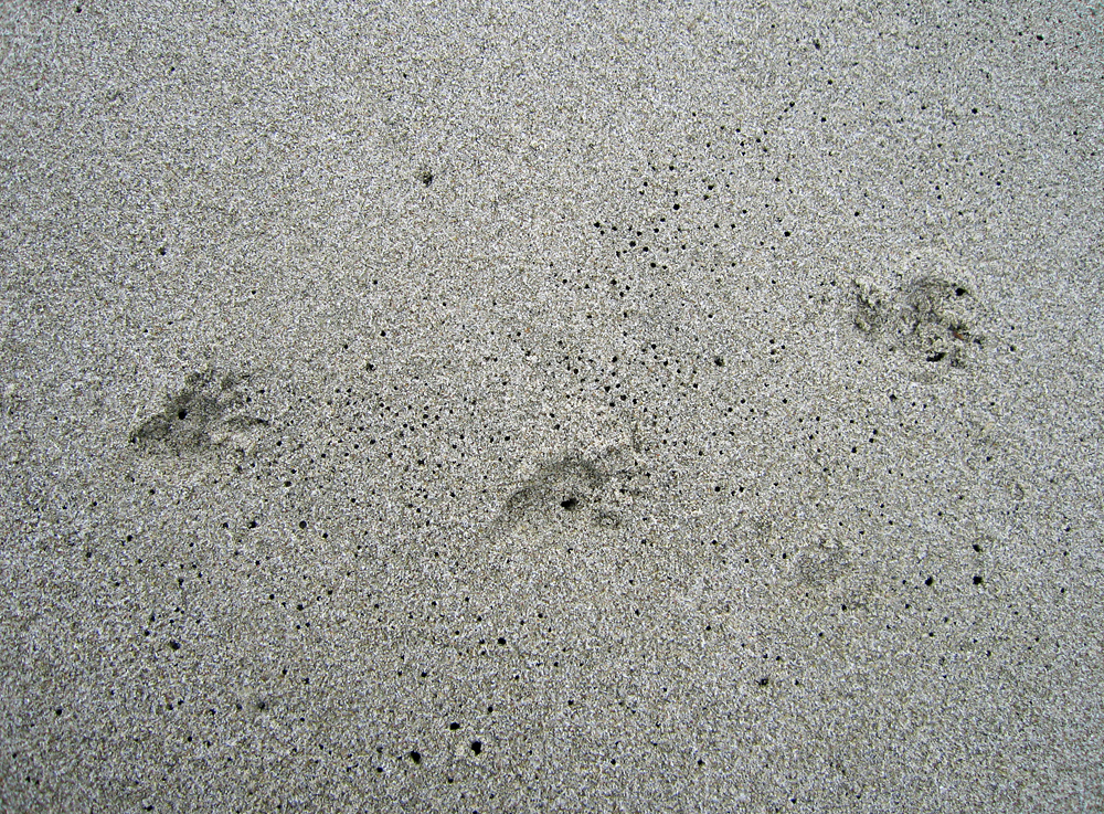 Animal Tracking Quiz, Question 8 - Can you identify this animal track?